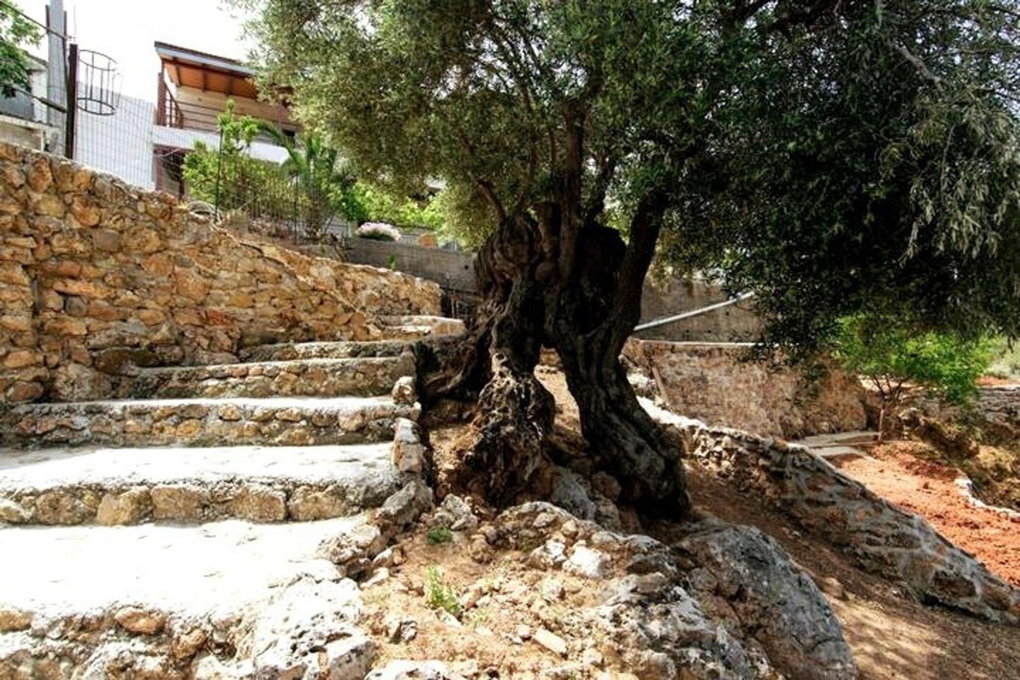 Loulos Aoria Traditional House With Stuning Mountain View מראה חיצוני תמונה